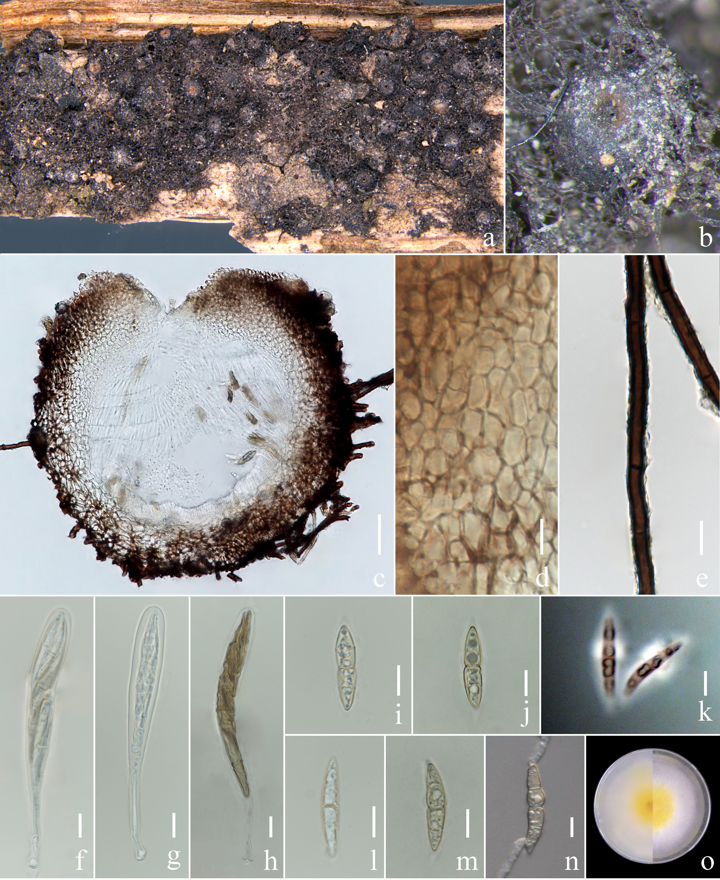 Figure 35